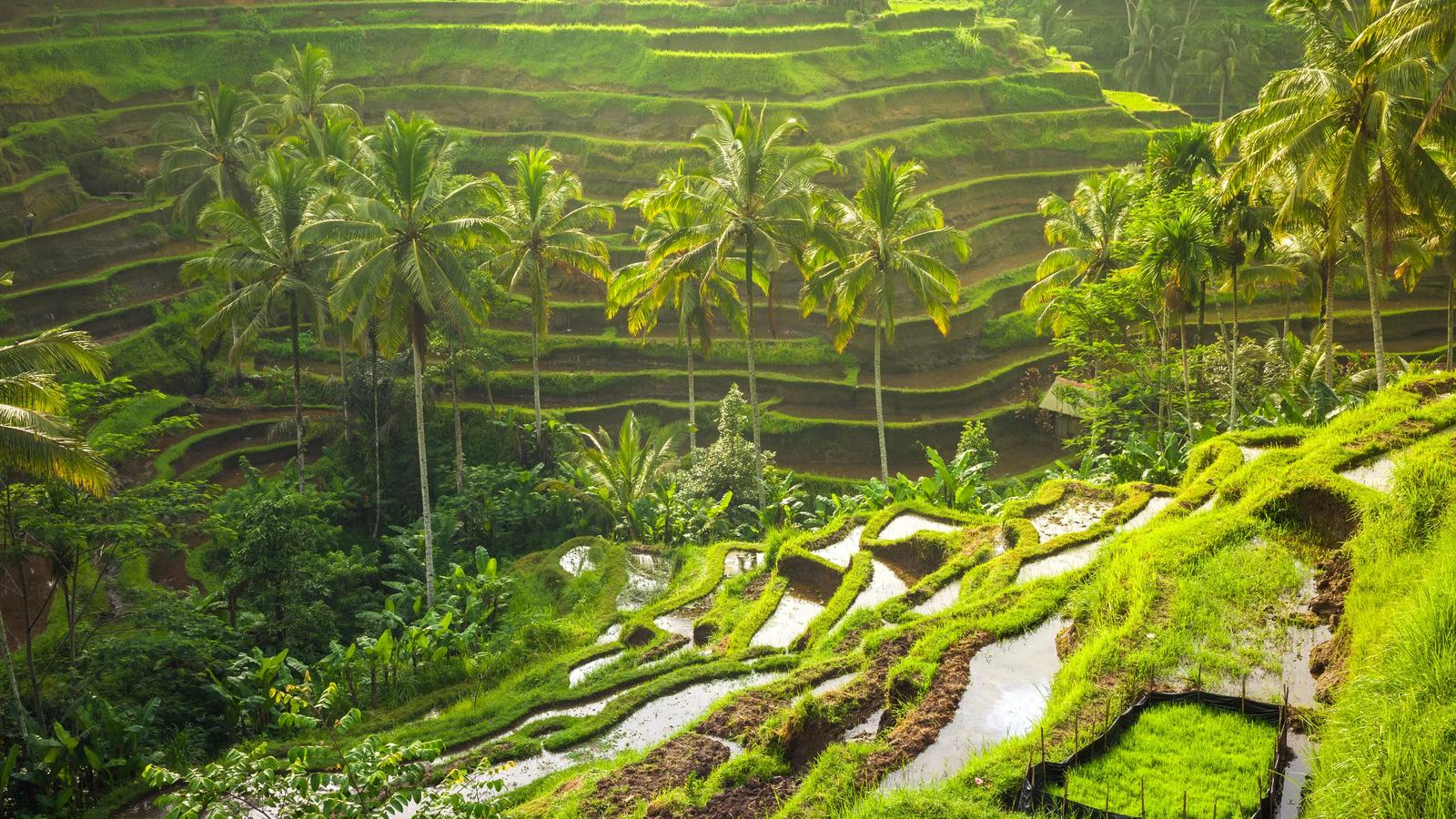 The Tegallalang rice terraces near Ubud in Bali in the morning