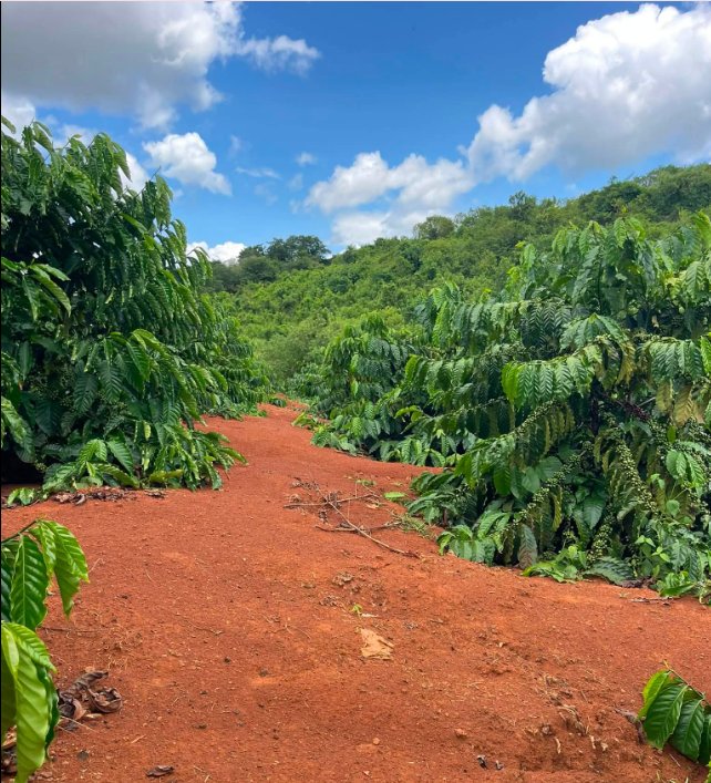 Coffee plantations on the red basalt hills of Vietnam's Central Highlands