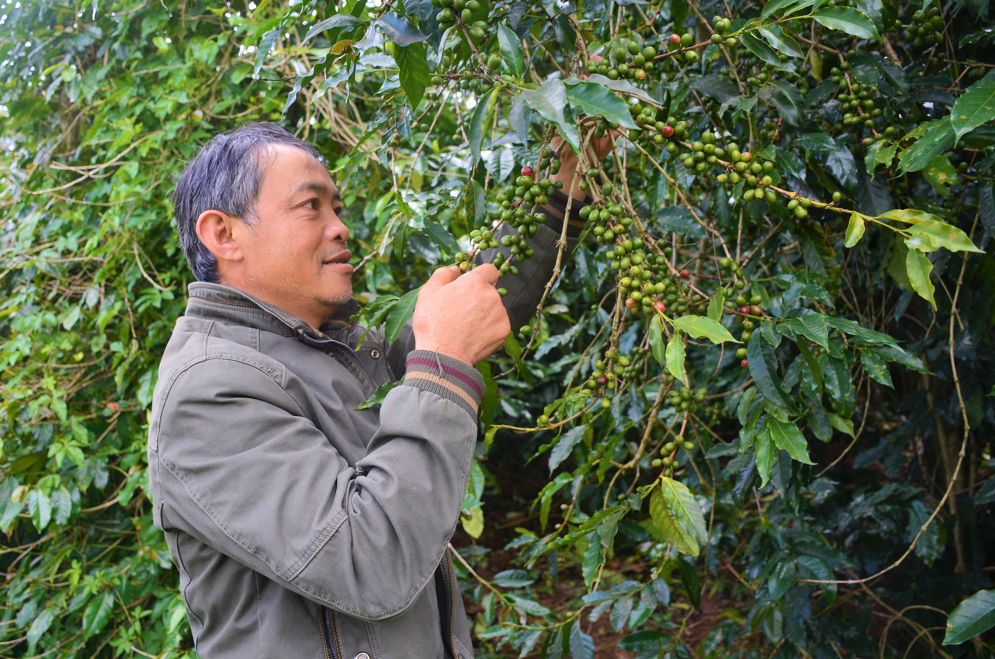 A farmer picking ripe coffee cherries by hand at a farm near Da Lat