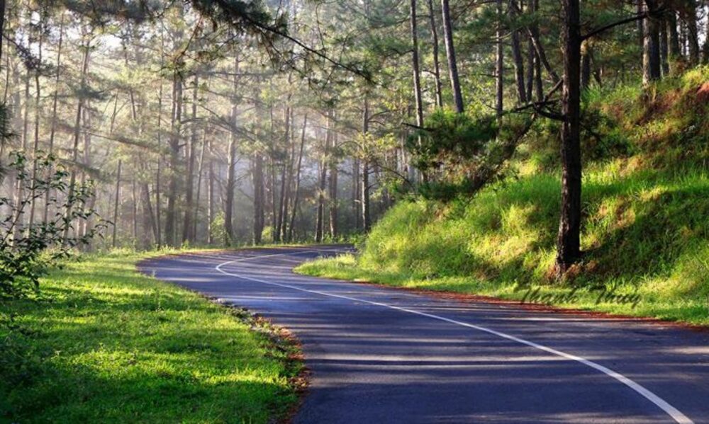 A winding road through pine-covered hills near Da Lat