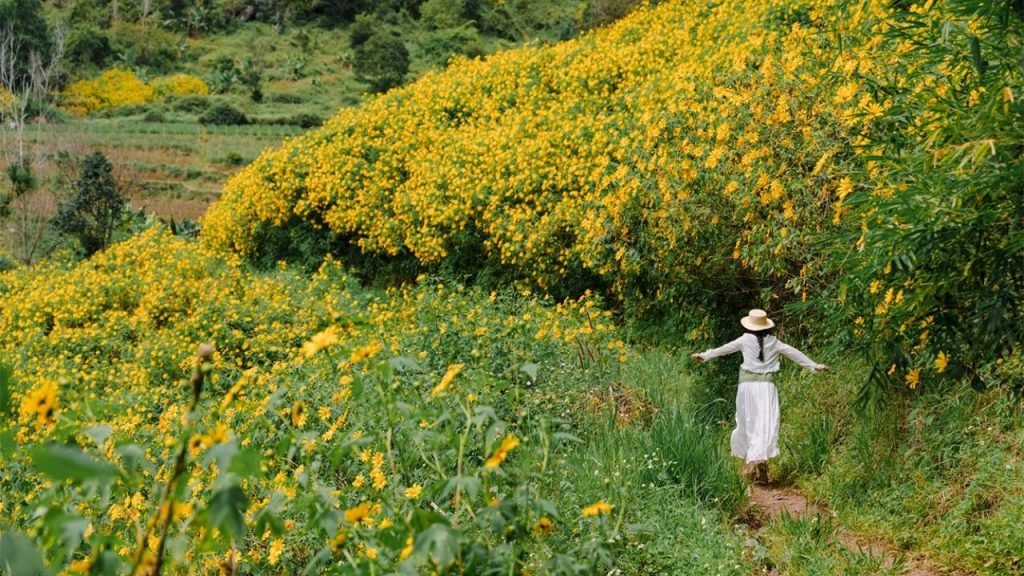 Wild yellow sunflowers blooming along the pine hills around Da Lat in November
