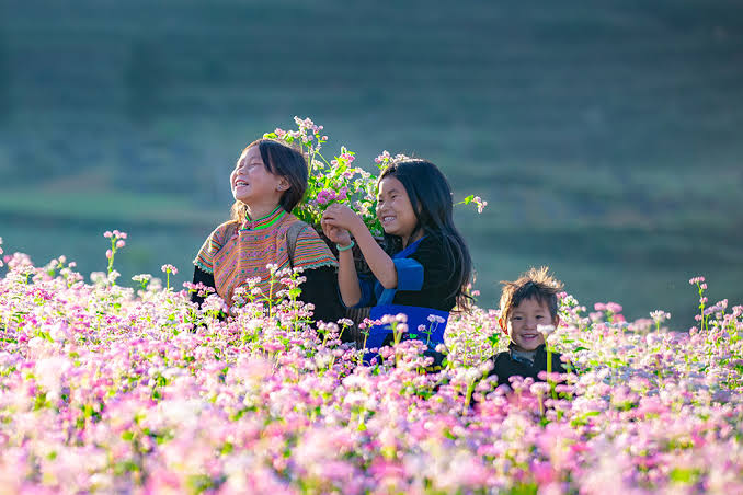 Pink buckwheat flowers in bloom on the hillsides of Ha Giang, northern Vietnam, in November