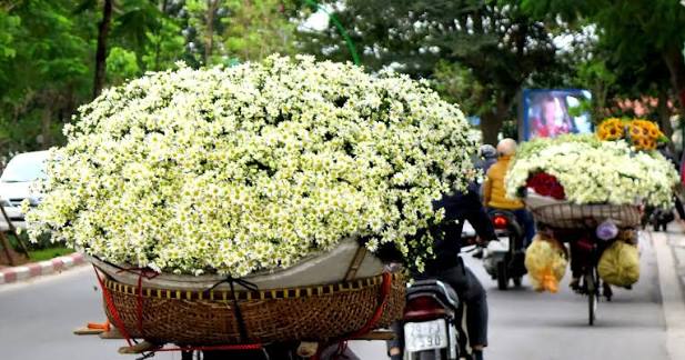 A street vendor's bicycle loaded with white daisies in Hanoi in late November