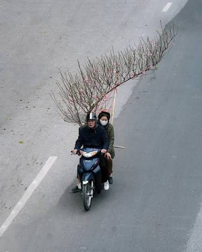 A street vendor in Hanoi cycling with branches of pink peach blossom before Tet