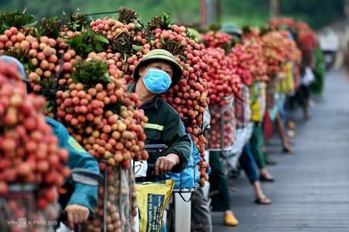 A street vendor in Hanoi selling bunches of fresh red lychee from a bicycle in late May