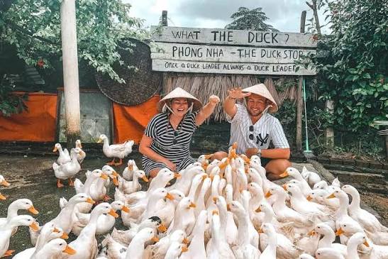 A traveller feeding a crowd of ducks at the Duck Stop farm in Phong Nha