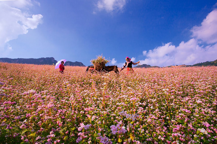 Pink buckwheat flowers blooming in a Ha Giang field in autumn