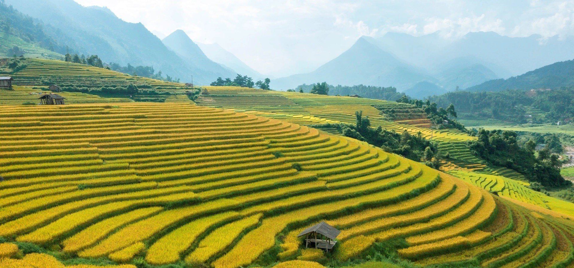 Terraced rice hills near Sapa in the mountains of northern Vietnam