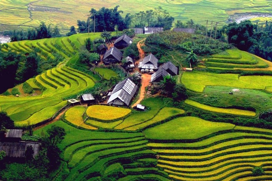 Golden rice terraces at harvest time in the mountains near Sapa