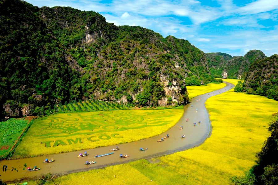 Rowboats on the river at Tam Coc between fields of golden rice and limestone peaks, seen from above