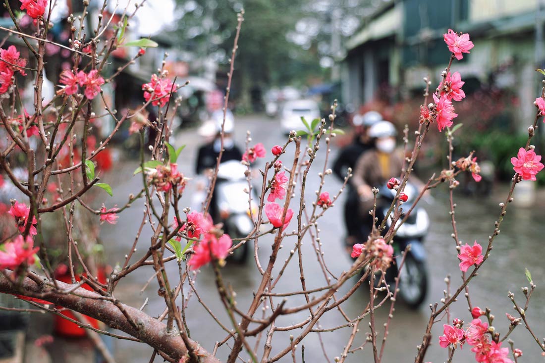 Pink peach blossom branches sold for Tet, the Vietnamese Lunar New Year, in northern Vietnam