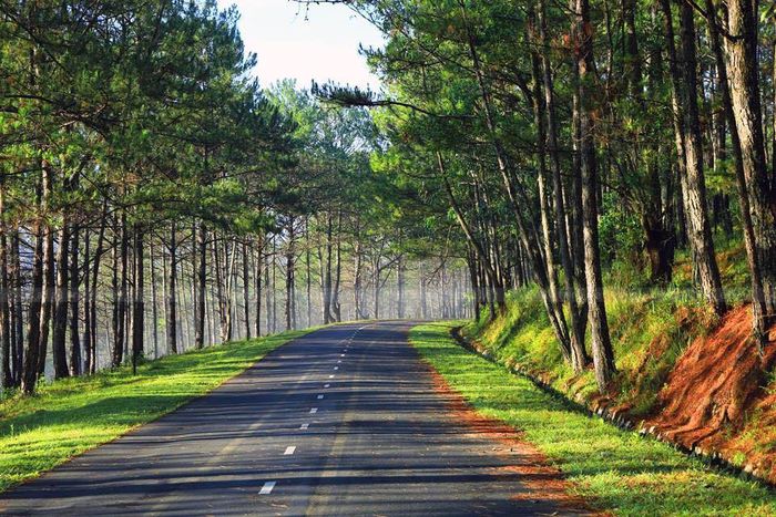 Pine hills road near Da Lat, Vietnam's central highlands