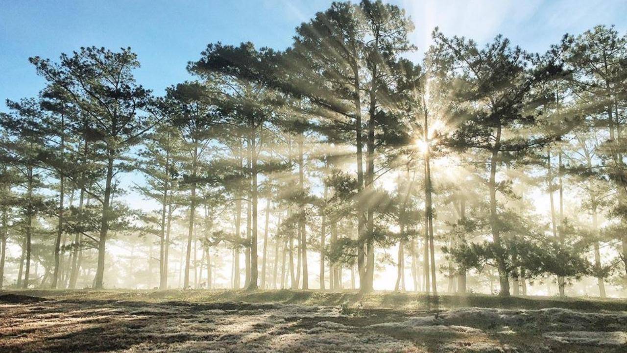 Arriving into Da Lat's misty pine hills