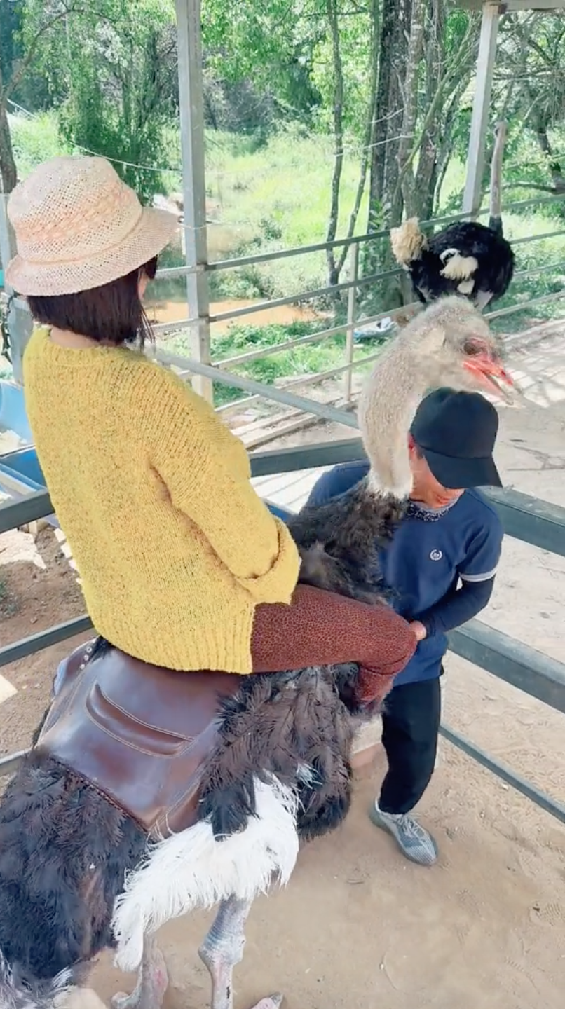 Ostrich riding at a Da Lat farm
